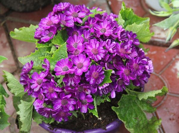 Phong thủy hoa lan hồ điệp - Hoa phong thủy để trong nhà đẹp và ý nghĩa