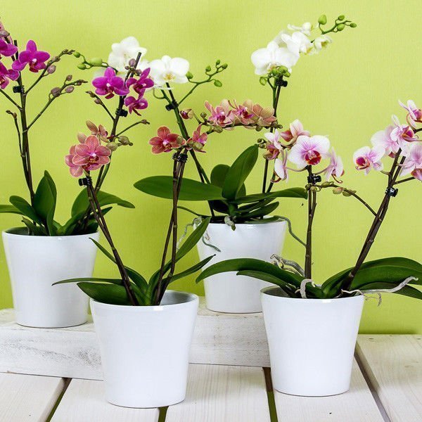 Phong thủy hoa lan hồ điệp - Hoa phong thủy để trong nhà đẹp và ý nghĩa