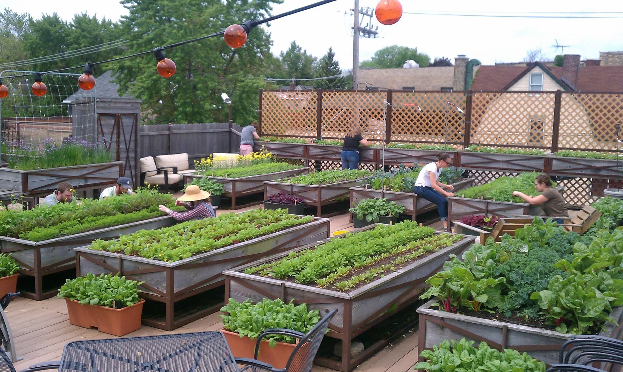 Cách trồng rau trên sân thượng giúp gia đình có nguồn thực phẩm tươi sạch