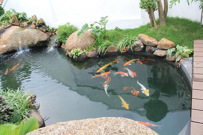 Hồ cá chép Nhật ngoài trời được sắp xếp, bố trí nên thơ, lãng mạn