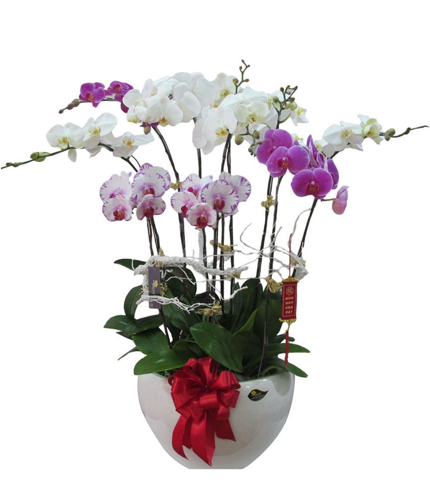 Hoa phong lan là loài hoa không nên cắm trên bàn thờ
