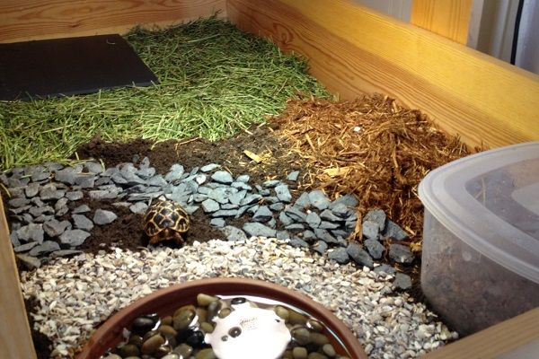 Hướng dẫn cách nuôi rùa cạn trong nhà