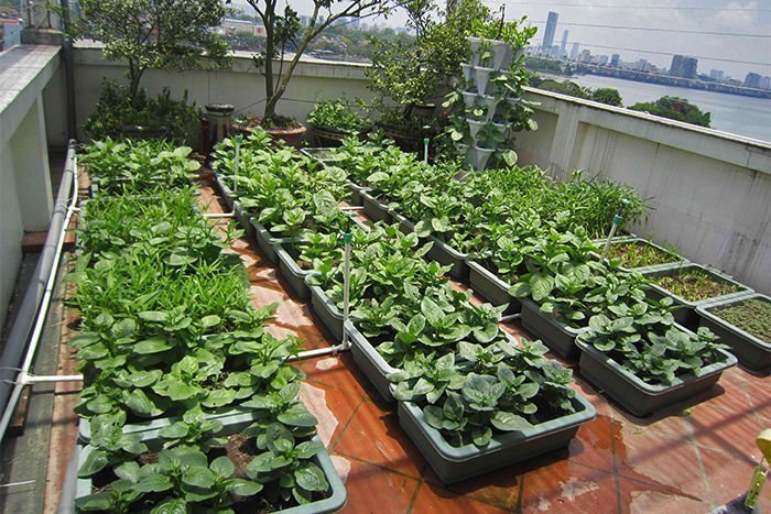 Mẫu vườn rau sạch trên sân thượng đẹp mắt