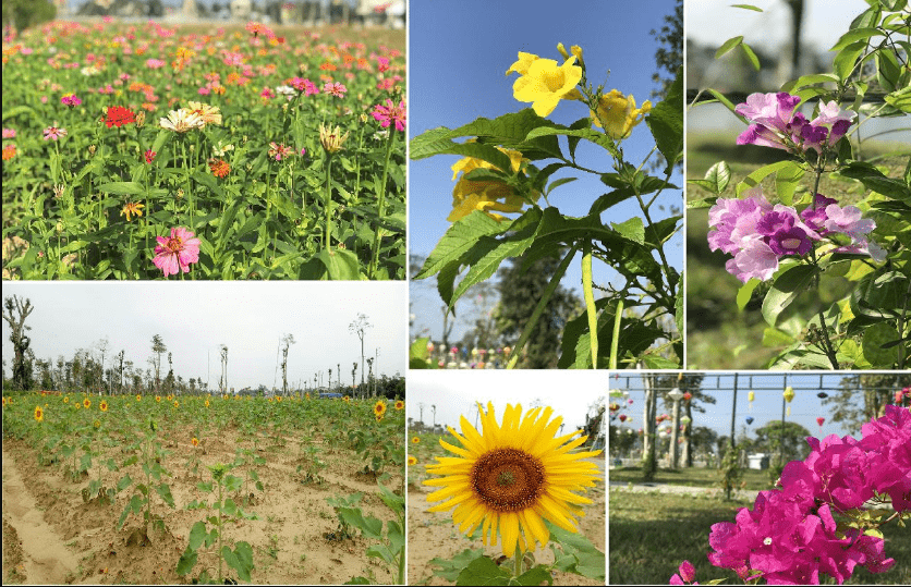 Vườn hoa đa dạng với trồng quanh dự án Xuân An Green Park