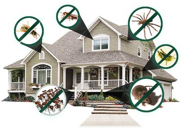 Những cách diệt côn trùng trong nhà an toàn và hiệu quả